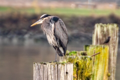 Heron sitting on piling in Everett, Washington