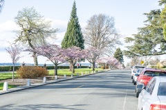 Cherry-Blossoms-Grand-Park-Sat-Mar-29-003