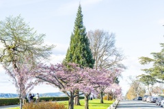 Cherry-Blossoms-Grand-Park-Sat-Mar-29-011