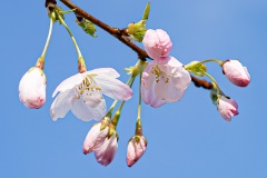 Cherry-Blossoms-Grand-Park-Sat-Mar-29-015-Enhanced-NR