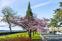 Cherry-Blossoms-Grand-Park-Sat-Mar-29-018-2