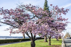 Cherry-Blossoms-Grand-Park-Sat-Mar-29-020