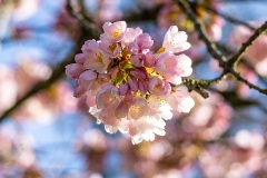 Cherry-Blossoms-Grand-Park-Sat-Mar-29-024-2