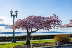 Cherry-Blossoms-Grand-Park-Sat-Mar-29-029