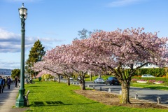 Cherry-Blossoms-Grand-Park-Sat-Mar-29-043