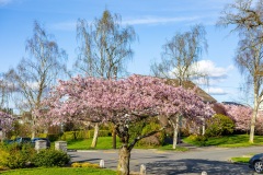 Cherry-Blossoms-Grand-Park-Sat-Mar-29-056