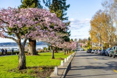 Cherry-Blossoms-Grand-Park-Sat-Mar-29-064