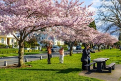 Cherry-Blossoms-Grand-Park-Sat-Mar-29-074