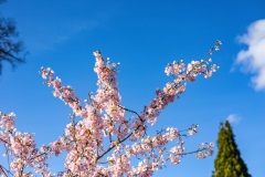 Cherry-Blossoms-Grand-Park-Sat-Mar-29-098