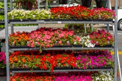 Sorticulture-prep-012